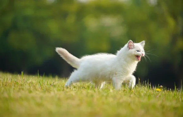 Greens, cat, white, grass, nature, kitty, dandelion, glade