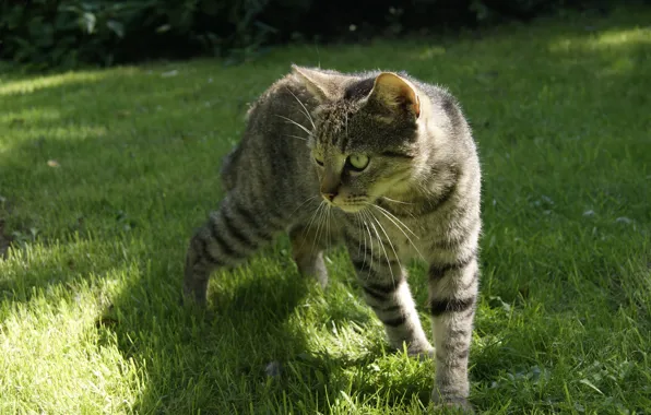 Cat, grass, grey, striped