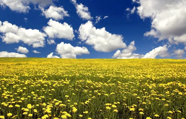 Picture field, dandelions, nature, summer, the sky, clouds