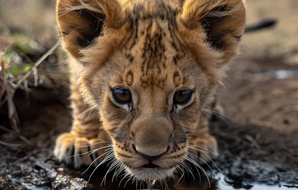 Water, Kitty, Leo, Cub, Digital art, Face, Big Cats, AI art