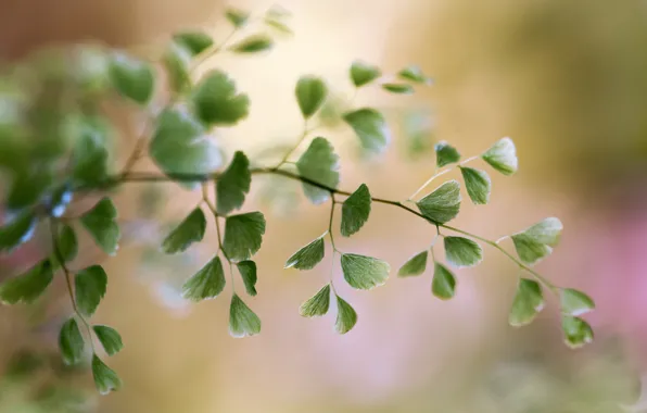 Macro, background, foliage, branch