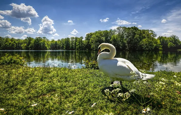 The sky, grass, clouds, trees, lake, river, Swan, goose