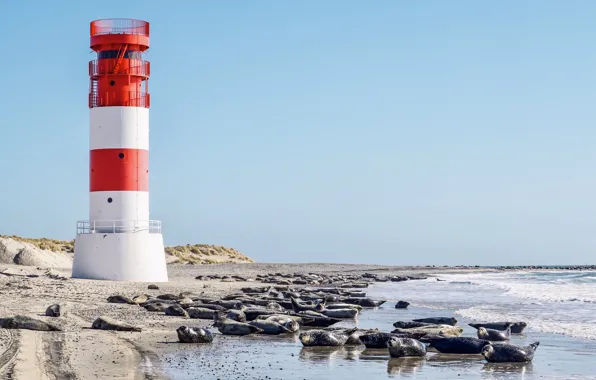 Coast, lighthouse, Germany, North Sea, seals, Helgoland