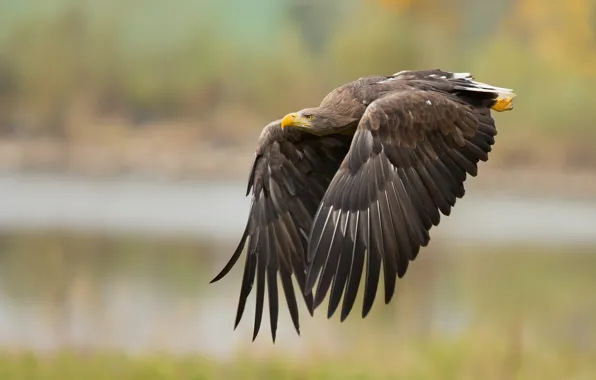 Background, bird, wings, flight, eagle, Orlan