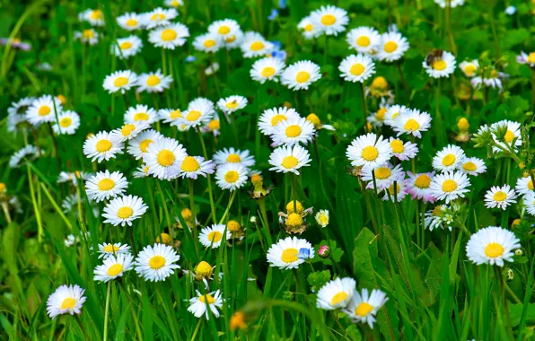 Picture greens, grass, leaves, flowers, nature, chamomile, petals, white