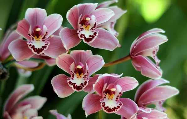 Flowers, background, orchids, pink Orchid