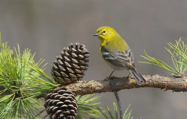 Branches, bird, bumps, pine, pine forest songster