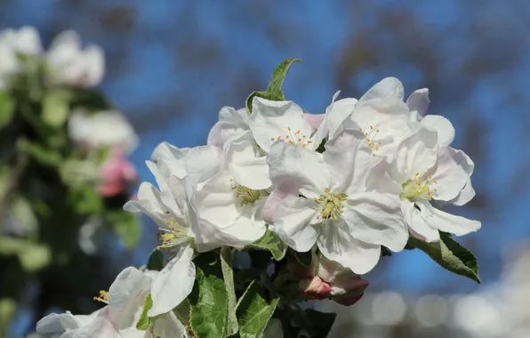 White, flower, spring