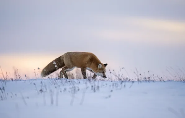 Winter, field, the sky, snow, nature, pose, morning, Fox