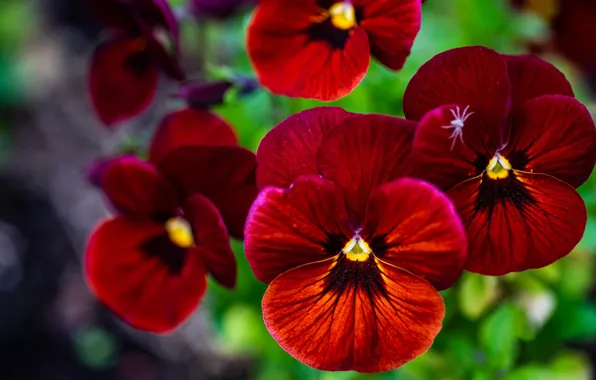 Flowers, red, Pansy, viola
