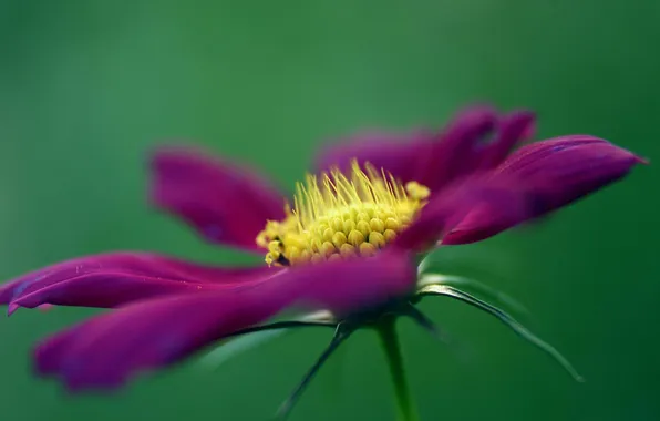 Picture flower, macro, green, plant, color, petals, purple