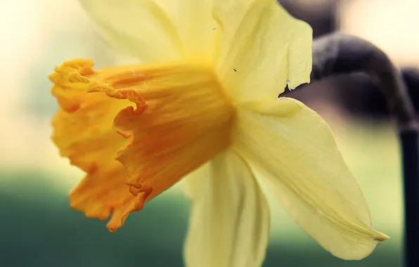 Macro, flowers, yellow, petals, daffodils