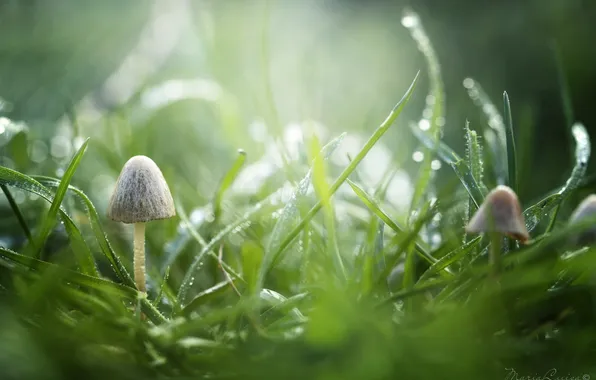 Grass, drops, macro, green, Rosa, mushrooms