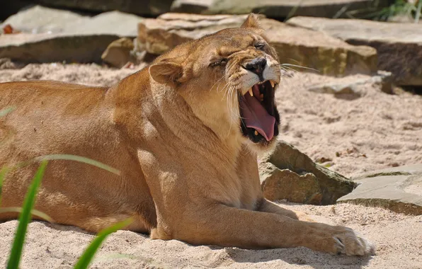 Sand, cat, fangs, lioness, yawning
