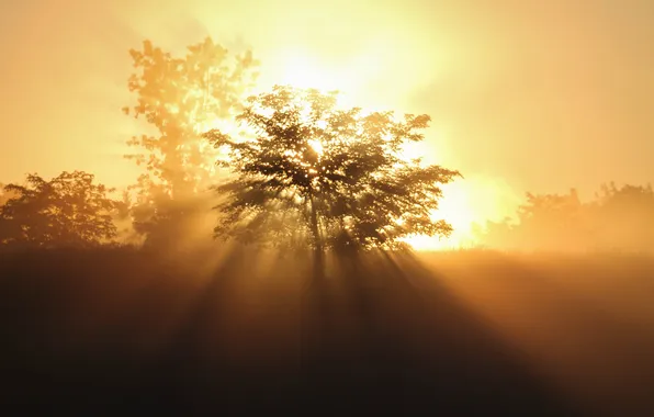 The sun, trees, morning