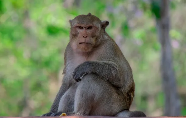 Picture monkey, forest, funny, leader