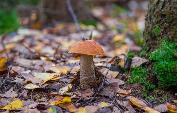 Picture leaves, mushrooms, boletus