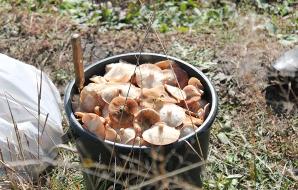 Picture forest, mushrooms, mining, mushrooms