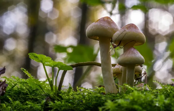 Picture grass, mushrooms, insect