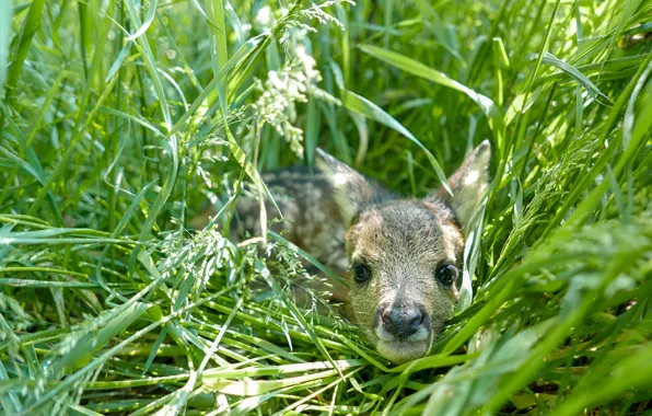 Grass, look, light, deer, baby, lies, fawn, face