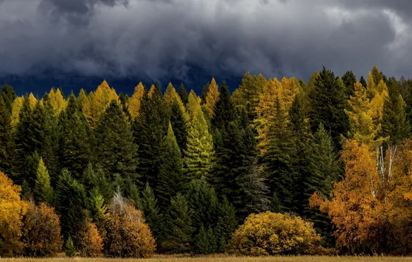 Autumn, forest, the sky, clouds, clouds, ate, shrubs, larch