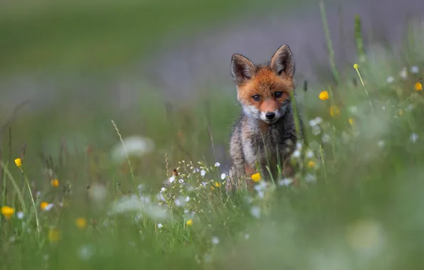 Summer, grass, flowers, nature, meadow, Fox, walk, face