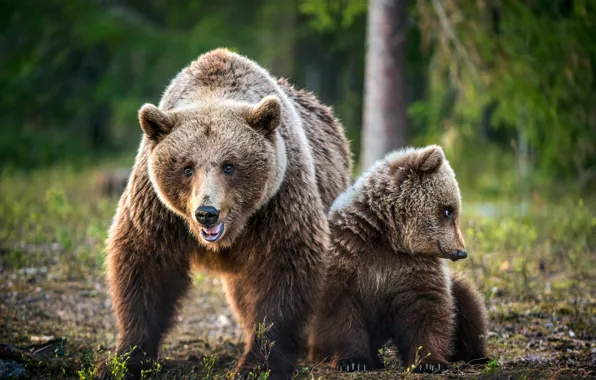 Bears, bear, bear