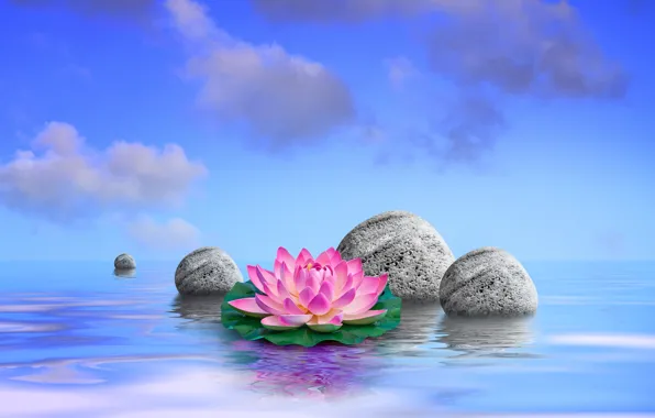 Picture the sky, water, clouds, stones, Lotus, leaves, flowers