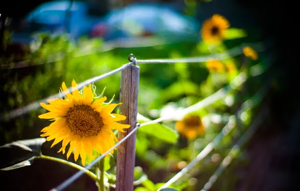 Picture flower, macro, yellow, nature, the fence, sunflower, fence