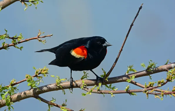 The sky, bird, branch, feathers, beak