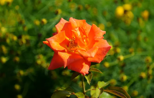 Picture greens, leaves, orange, bright, roses, bokeh
