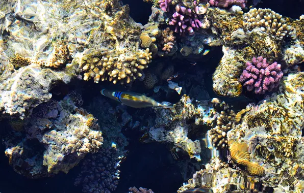 Water, fish, corals, the red sea