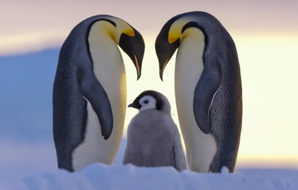 Snow, penguins, family, North