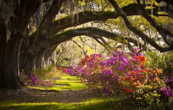 Trees, flowers, South Carolina, USA, state, Charleston