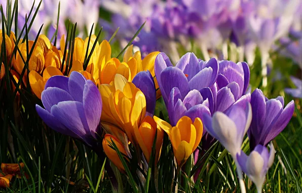 Wallpaper yellow, flowers, a lot, light, crocuses, lilac, glade, spring
