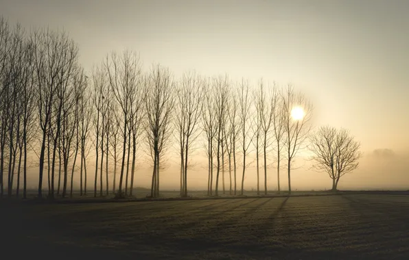 Picture trees, sunset, fog