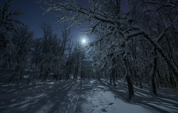 Picture winter, road, forest, light, snow, night, the moon