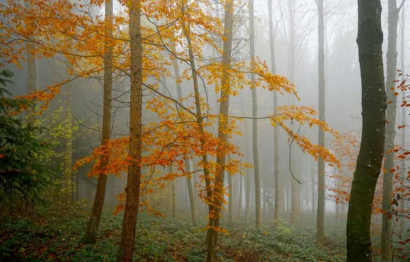 Autumn, forest, leaves, trees, fog