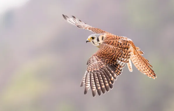 Picture flight, bird, bokeh