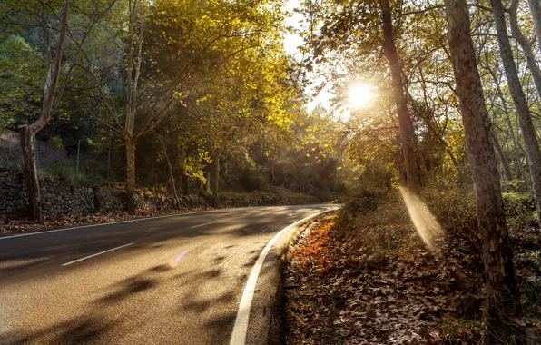 Road, autumn, trees, landscape