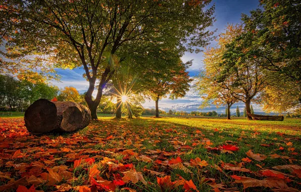 Autumn, trees, Park, Germany, log, fallen leaves