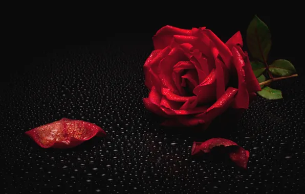Rosa, roses, red rose, black background, water drops