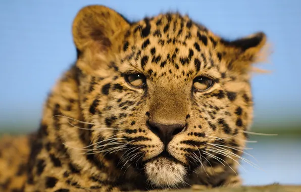 Picture cat, look, face, leopard, cub, kitty, Amur