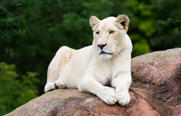 Picture white, lies, lioness