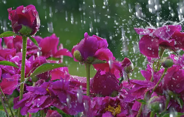 Flower, drops, macro, flowers, rain, glade, stem, flower