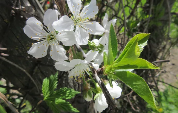 Macro, flowers, cherry, April, spring 2018, Mamala ©