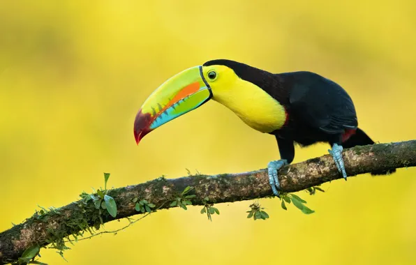 Bird, branch, Toucan, yellow background