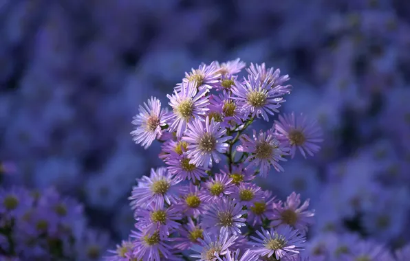 Flowers, garden, chrysanthemum
