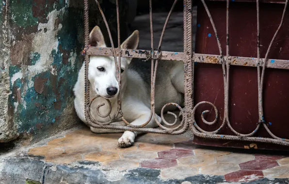 Picture sadness, each, dog