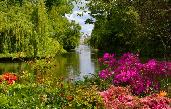 Picture trees, lake, Park, England, London, the bushes, London, England